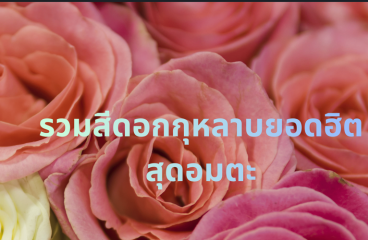 รวมสีดอกกุหลาบยอดฮิต พร้อมความหมายสุดโรแมนติก